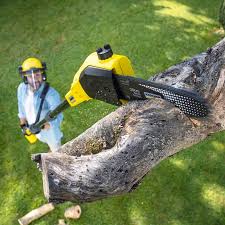 Best Lawn Maintenance Plans  in Kensington, CA