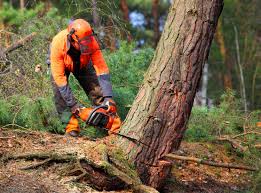 Best Seasonal Cleanup (Spring/Fall)  in Kensington, CA
