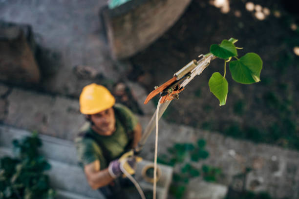 Best Tree Preservation Services  in Kensington, CA