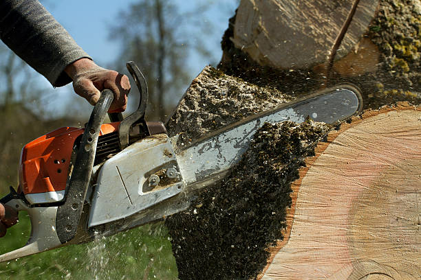 Best Hazardous Tree Removal  in Kensington, CA